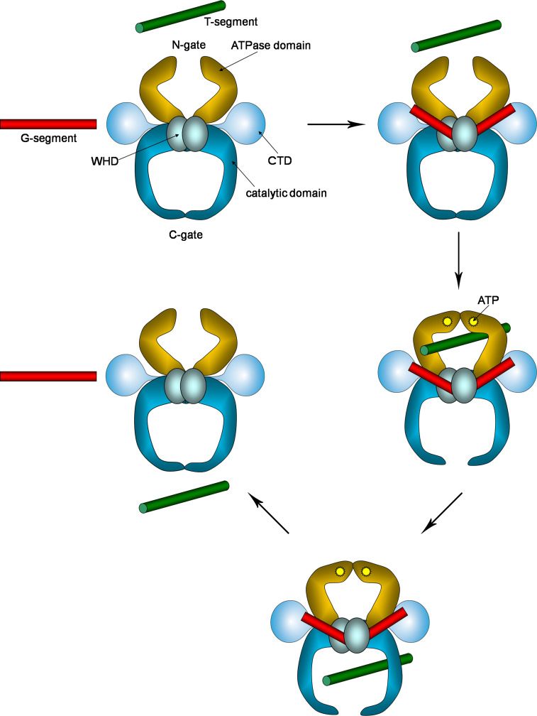 Fig. 2