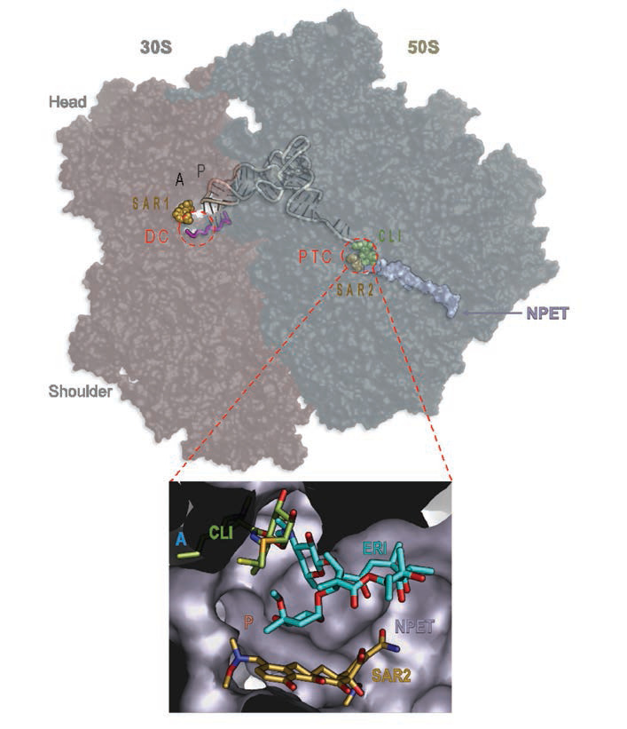 FIGURE 1.