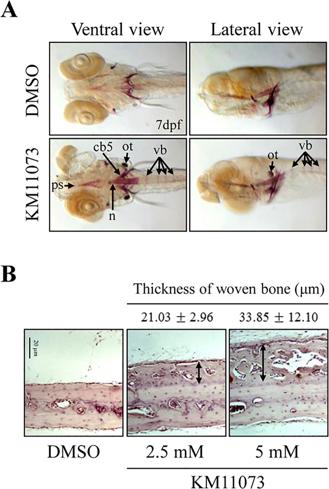 Fig 5