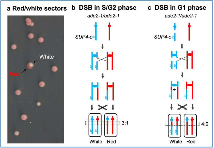 Fig. 2