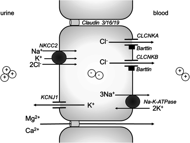 Fig. 1.