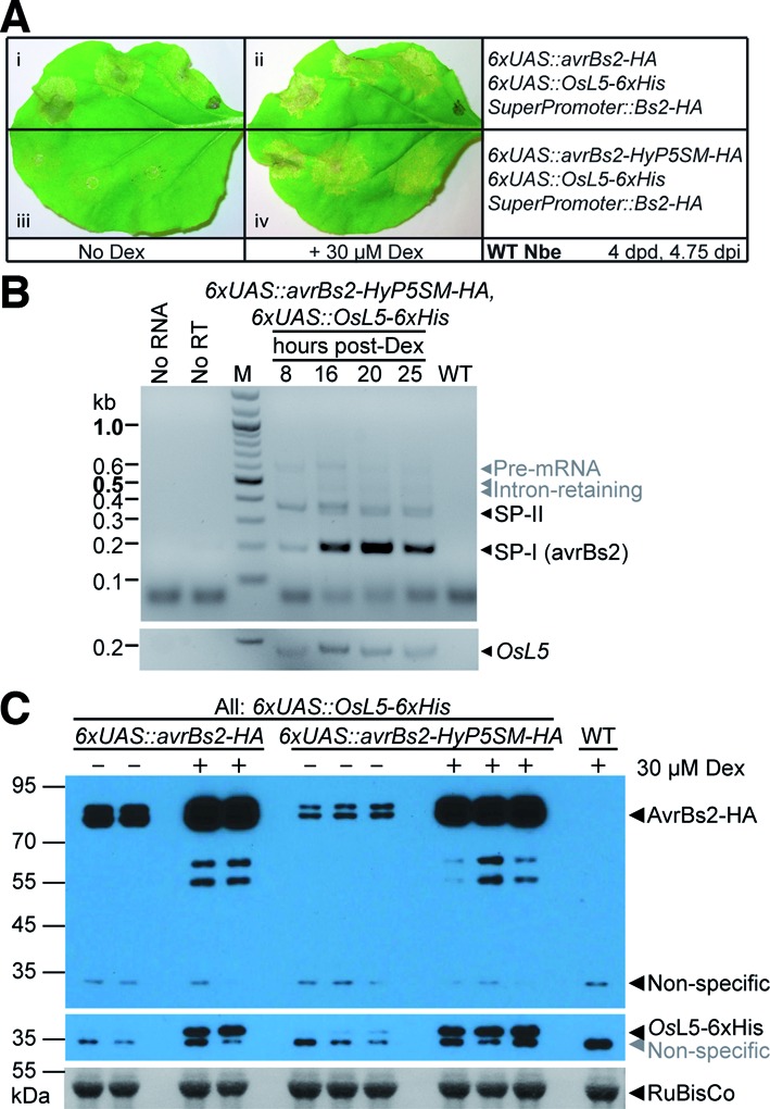 Figure 4.