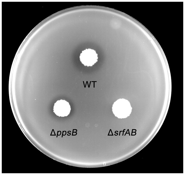 FIGURE 4