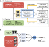 A, Schematic for training the convolutional Siamese neural network-based algorithm used to calculate the Pulmonary X-Ray Severity (PXS) score, a continuous measure of radiographic pulmonary disease severity in COVID-19 patients. The network is pre-trained with chest radiographs (CXRs) from CheXpert (10) using binary lung disease presence labels and then trained on CXRs from a COVID-19 training set using annotations for modified Radiographic Assessment of Lung Edema (mRALE) scores. B, Schematic for calculating the PXS score, which is calculated by comparing the image-of-interest pairwise with a pool of normal CXRs from CheXpert. Dw = Euclidean distance; MSE loss = mean square error.