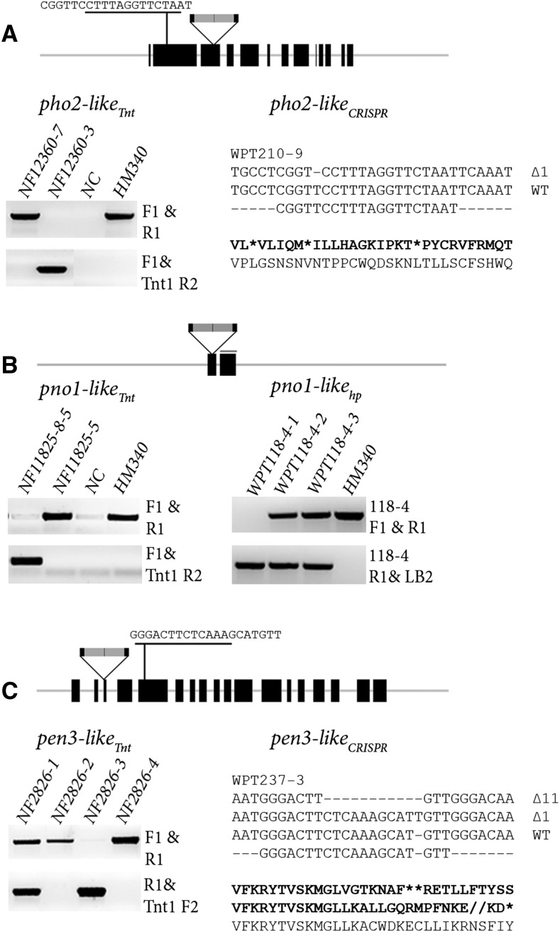 Figure 3.