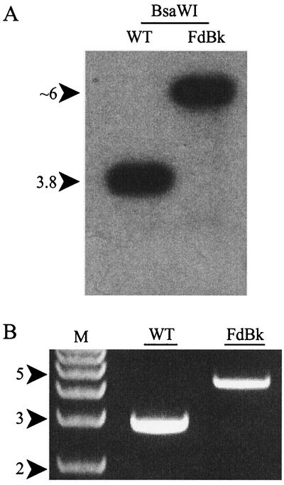 FIG. 6.