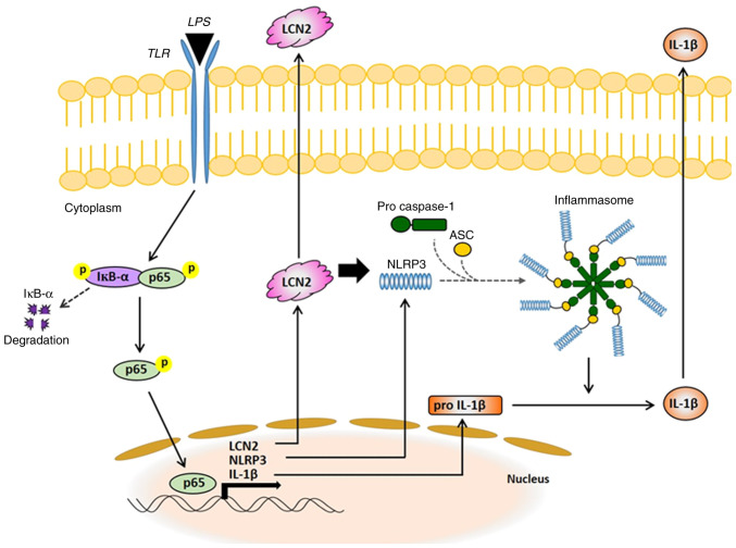 Figure 6.