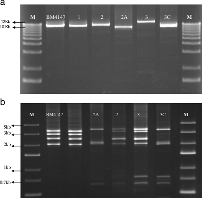 FIG. 2.