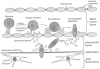 Fig. 10.3