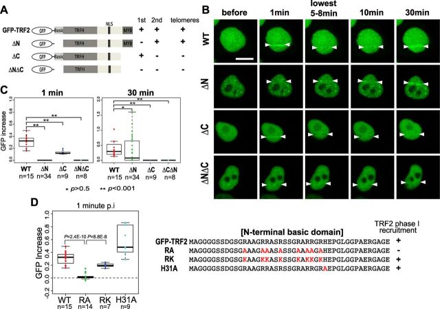 Fig. 2. Distinct TRF2 domain requirement for phase I and II recruitment. (A) Schematic diagrams of TRF2 deletion mutants. (B) Time course analysis of damage site localization (between arrowheads) of wild-type and TRF2 deletion mutants in the nuclei of HeLa cells. (C) Box plot shows quantification of TRF2 mutant GFP signals at damage sites at 1 min (phase I) and 30 min (phase II) post-damage induction. (D) Box plot shows quantification on the effects of the N-terminal amino acid substitutions on phase I recruitment of TRF2. Arginine-to-alanine mutations (RA), arginine-to-lysine substitution (RK) and the HJ binding mutation (H31A) were tested. WT, wild type. Amino acid sequences of N-terminal domain mutations are shown on the right. In box plots, the box represents the 25–75th percentiles, and the median is indicated. The whiskers represent the lowest datum still within 1.5× IQR (inter-quartile range) of the lower quartile, and the highest datum still within 1.5× IQR of the upper quartile. Scale bar: 10 μm.