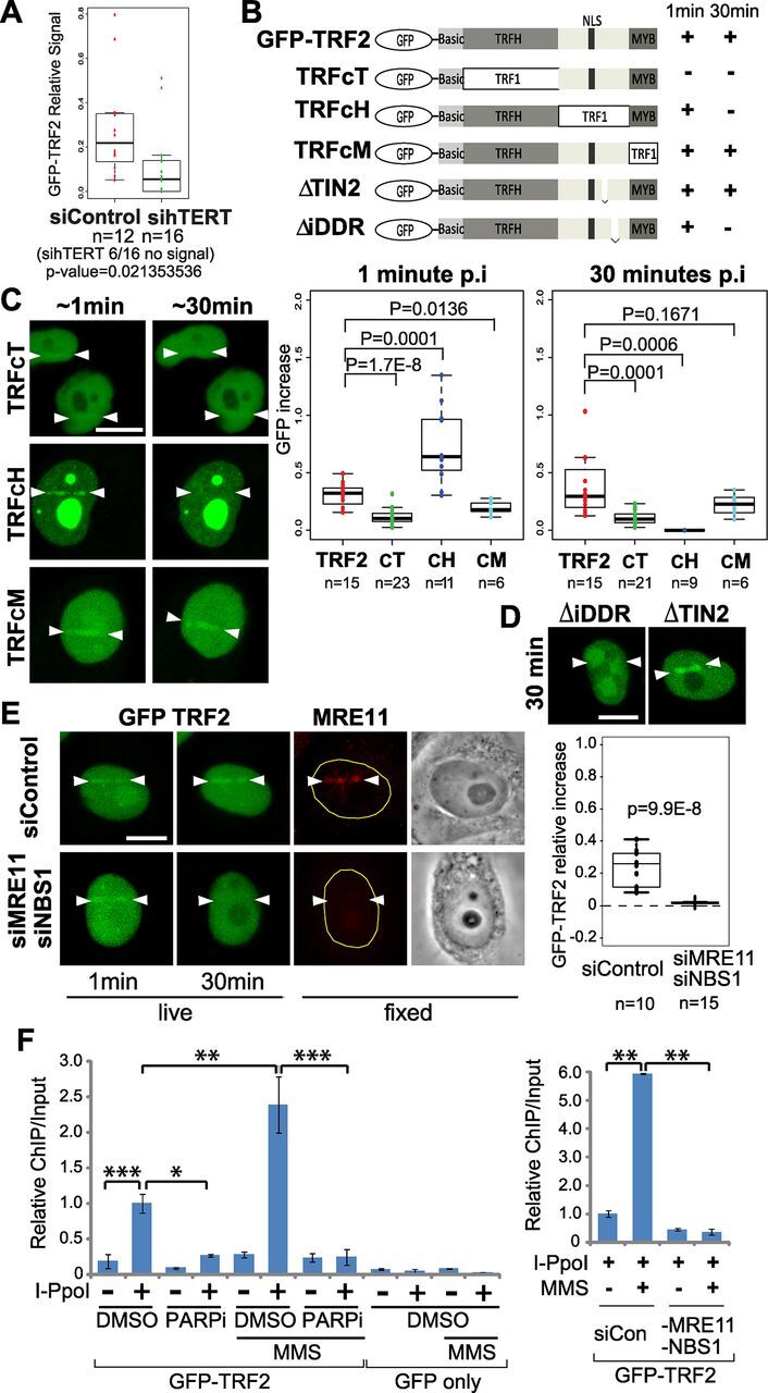 Fig. 3. Phase II recruitment is affected by TERT and is dependent on the iDDR region in the hinge domain of TRF2. (A) Box plot shows that TERT depletion using siRNA inhibits phase II recruitment of TRF2 to DNA damage sites in nuclei of HeLa cells. (B) Schematic diagrams of chimeric TRF1/2 mutants (as previously described in Okamoto et al., 2013) used in the experiments represented in panels C–F. (C) Left: representative cell images of the recruitment of chimeric mutants to damage sites (between arrowheads) at ∼1 min (phase I) and ∼30 min (phase II) after damage induction. Right: box plots show quantification of the GFP–TRF2 signal increase at phase I and phase II at damage sites. (D) Comparison of the GFP signal at damage sites in HeLa cells expressing iDDR and TIN2 deletion mutants at 30 min after damage induction. (E) The effect of MRE11 and NBS1 siRNA (siMRE11 and siNBS1) depletion on phase I and II recruitment of GFP–TRF2 was examined comparing to control siRNA (siControl). HeLa cells were fixed and stained with anti-MRE11 antibody (red) to confirm the depletion. Box plot shows quantification of the GFP–TRF2 signal increase at damage sites in control or MRE11 and NBS1 siRNA-treated cells. (F) ChIP-qPCR analysis of GFP–TRF2 binding at I-PpoI cut sites. TRF2 binding was examined in the absence or presence of I-PpoI, and with and without MMS as indicated. Cells were further treated with DMSO or PARP inhibitor (PARPi) (left panel). Cells expressing GFP only were used as a negative control. Alternatively, cells were transfected with control (siCon) or MRE11 and NBS1 siRNA in the presence of I-PpoI with or without MMS (right panel). In box plots, the box represents the 25–75th percentiles, and the median is indicated. The whiskers represent the lowest datum still within 1.5× IQR (inter-quartile range) of the lower quartile, and the highest datum still within 1.5× IQR of the upper quartile. Bar graphs show mean±s.d., *P<0.01, **P<0.001, ***P<0.0001. Scale bars: 10 μm.