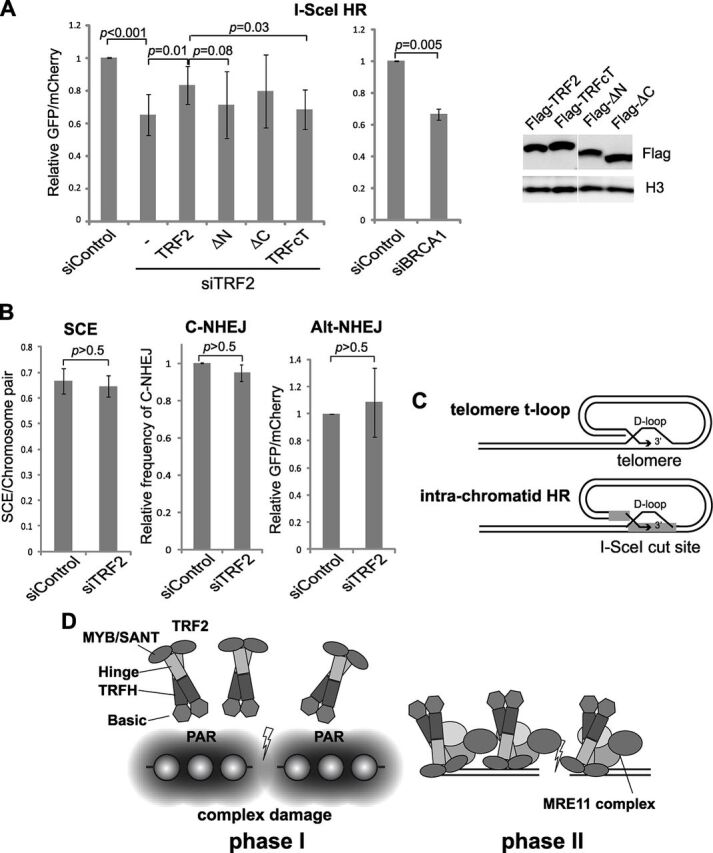 Fig. 4. TRF2 specifically promotes non-sister chromatid HR repair. (A) The effect of TRF2 depletion on DSB repair using the I-SceI HR system. Complementation analysis of TRF2-depleted cells was performed using the wild type and chimeric TRF1/2 mutants. BRCA1 depletion was used as a positive control. Comparable expression levels of the recombinant TRF2 proteins were confirmed using western blot analysis (right). Histone H3 serves as a loading control. (B) The effect of TRF2 depletion on different DSB repair pathways was examined using SCE, classic NHEJ (C-NHEJ) and alternative NHEJ (Alt-NHEJ) assays. (C) Schematic showing similarity between strand invasion in D-loop formation at telomeres and at DSB sites by TRF2. (D) Schematic showing biphasic mechanism of TRF2 recruitment to damage sites. Phase I involves PARP-dependent recruitment through the basic domain. Phase II is mediated by the MYB/SANT domain, which is also dependent on the iDDR region and the Mre11 complex. Bar graphs show mean±s.d.