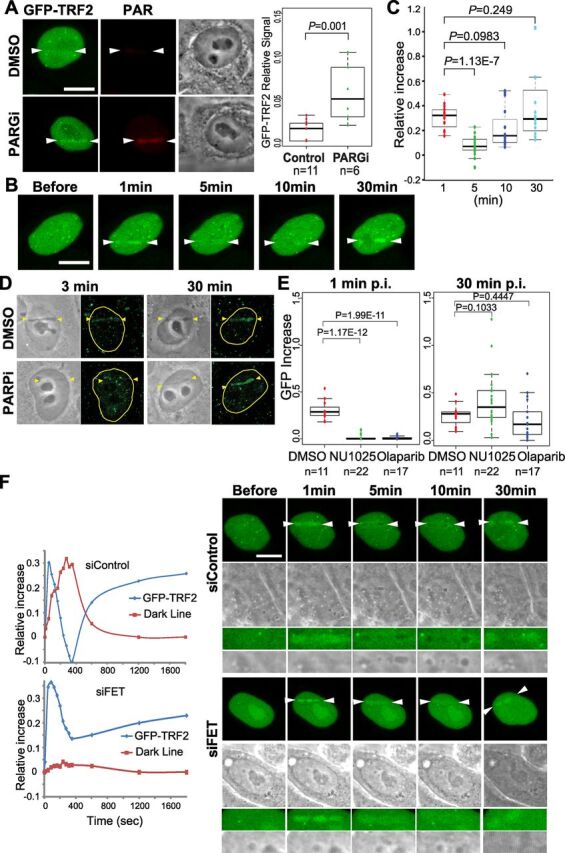 Fig. 1. Biphasic TRF2 recruitment to non-telomeric damage sites in nuclei of HeLa cells. (A) PAR stimulation by PARG inhibition (PARGi) promotes GFP–TRF2 accumulation at low input-power damage sites (indicated by arrowheads). Box plot shows quantification of the relative increase of GFP signals at damage sites. (B) Time-course analysis of GFP–TRF2 recruitment to laser-induced DNA damage sites (between arrowheads). (C) Quantification of GFP signals at damage sites in B. N=16. (D) Detection of endogenous TRF2 at damage sites. PARP inhibition (PARPi) suppresses phase I, but has no effect on phase II, TRF2 recruitment. (E) Quantification of the effects of PARP inhibitors (NU1025 and olaparib) on immediate (1 min, phase I) and late (30 min, phase II) GFP–TRF2 recruitment. (F) Time course analysis of the effect of IDP depletion on dispersion of TRF2 at damage sites in HeLa cells transfected with control siRNA (siControl) or FET siRNAs (siFET). Left: quantification of signal intensity changes of GFP–TRF2 (blue) and dark line (red). In box plots, the box represents the 25–75th percentiles, and the median is indicated. The whiskers represent the lowest datum still within 1.5× IQR (inter-quartile range) of the lower quartile, and the highest datum still within 1.5× IQR of the upper quartile. Scale bar: 10 μm.