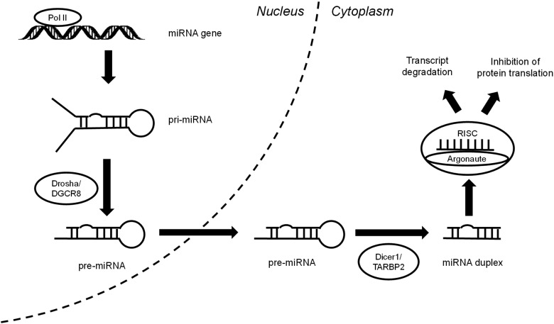 Fig. 1.