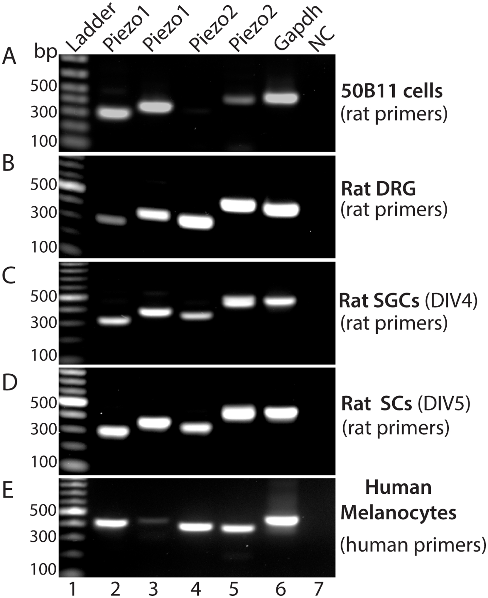 Figure 7.