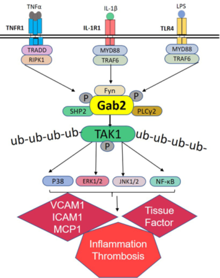 graphic file with name nihms-1687623-f0001.jpg