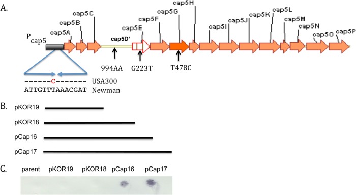 FIG 3 