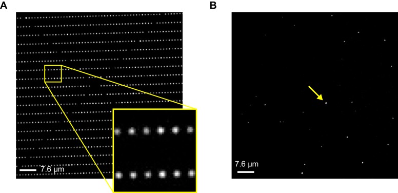 Figure 1—figure supplement 2.