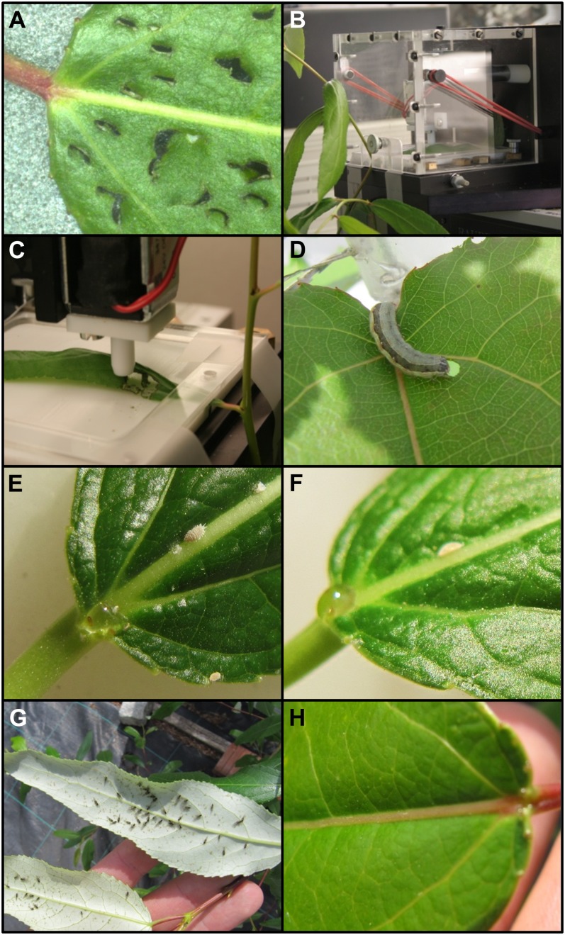 Figure 5.