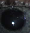 Fig. 3