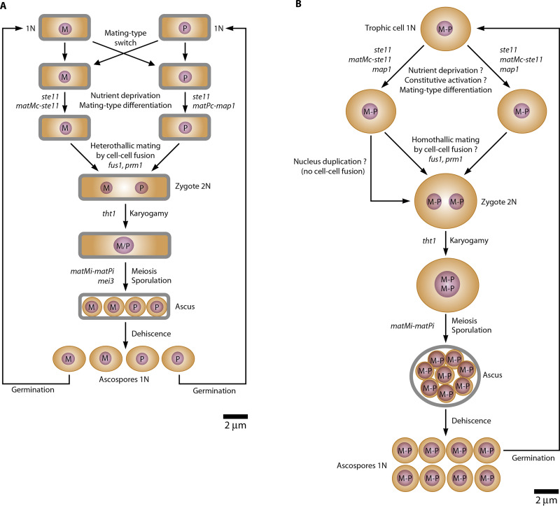 FIG 2