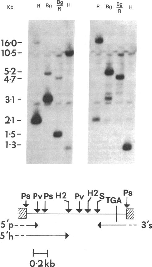 graphic file with name pnas00440-0120-a.jpg