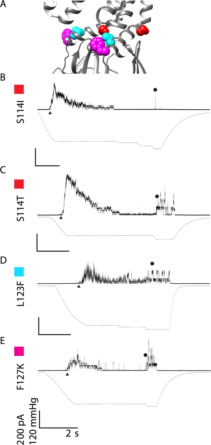 Fig 5