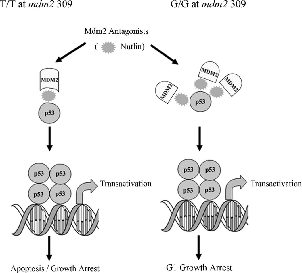 Fig 5