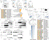 Extended Data Fig 9.