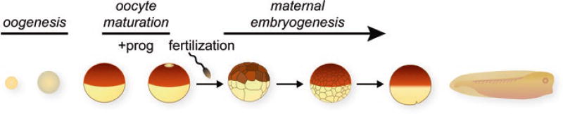 Fig. 2.1