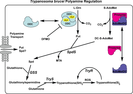 FIGURE 1.