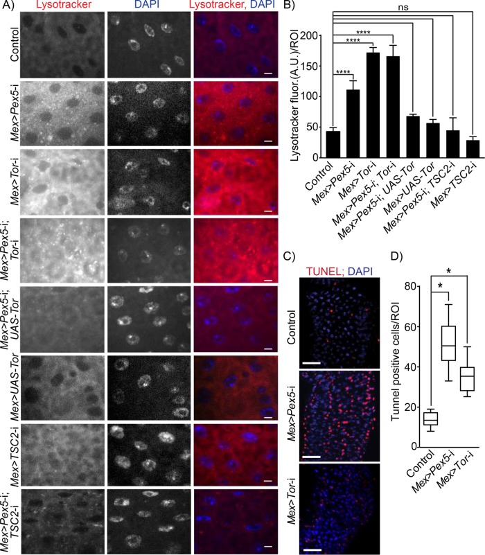 FIGURE 3: