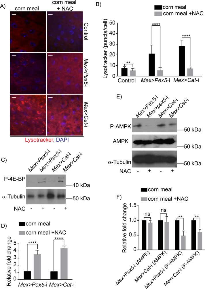 FIGURE 6: