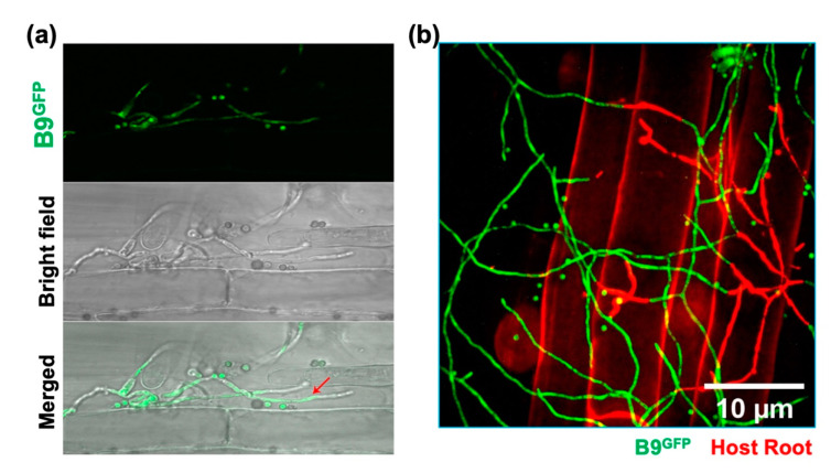 Figure 5