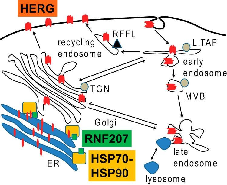 FIGURE 13.