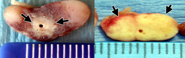 Figure 10b: