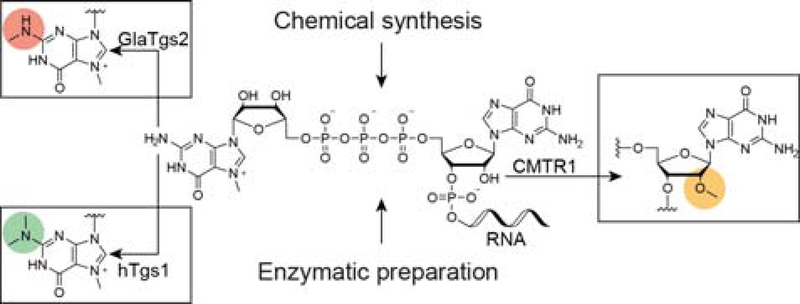 Scheme 1.