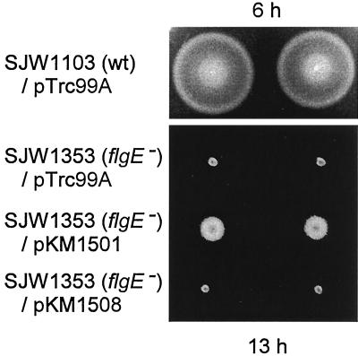 FIG. 5