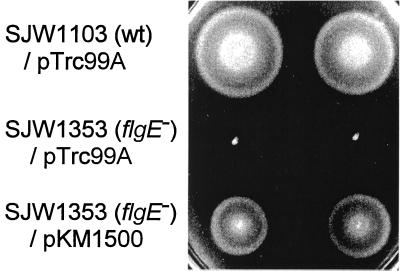 FIG. 1