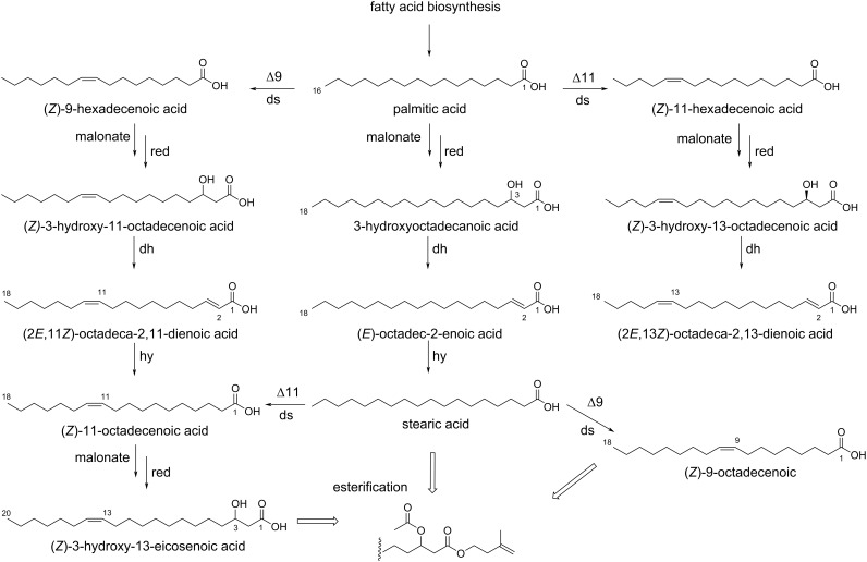 Scheme 5