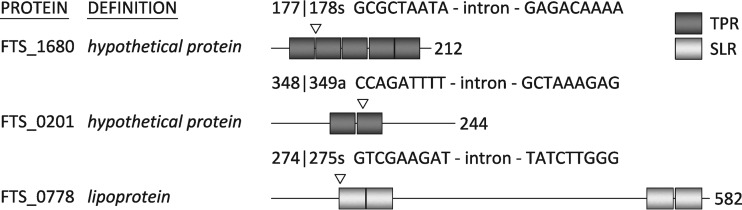 FIG 1