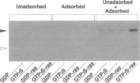 graphic file with name pnas01101-0203-a.jpg