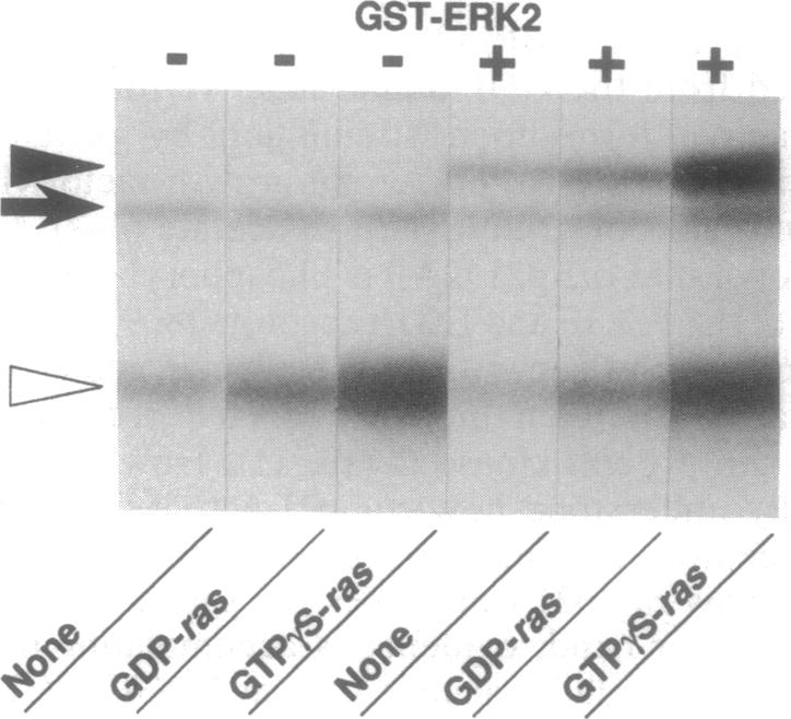 graphic file with name pnas01101-0202-a.jpg