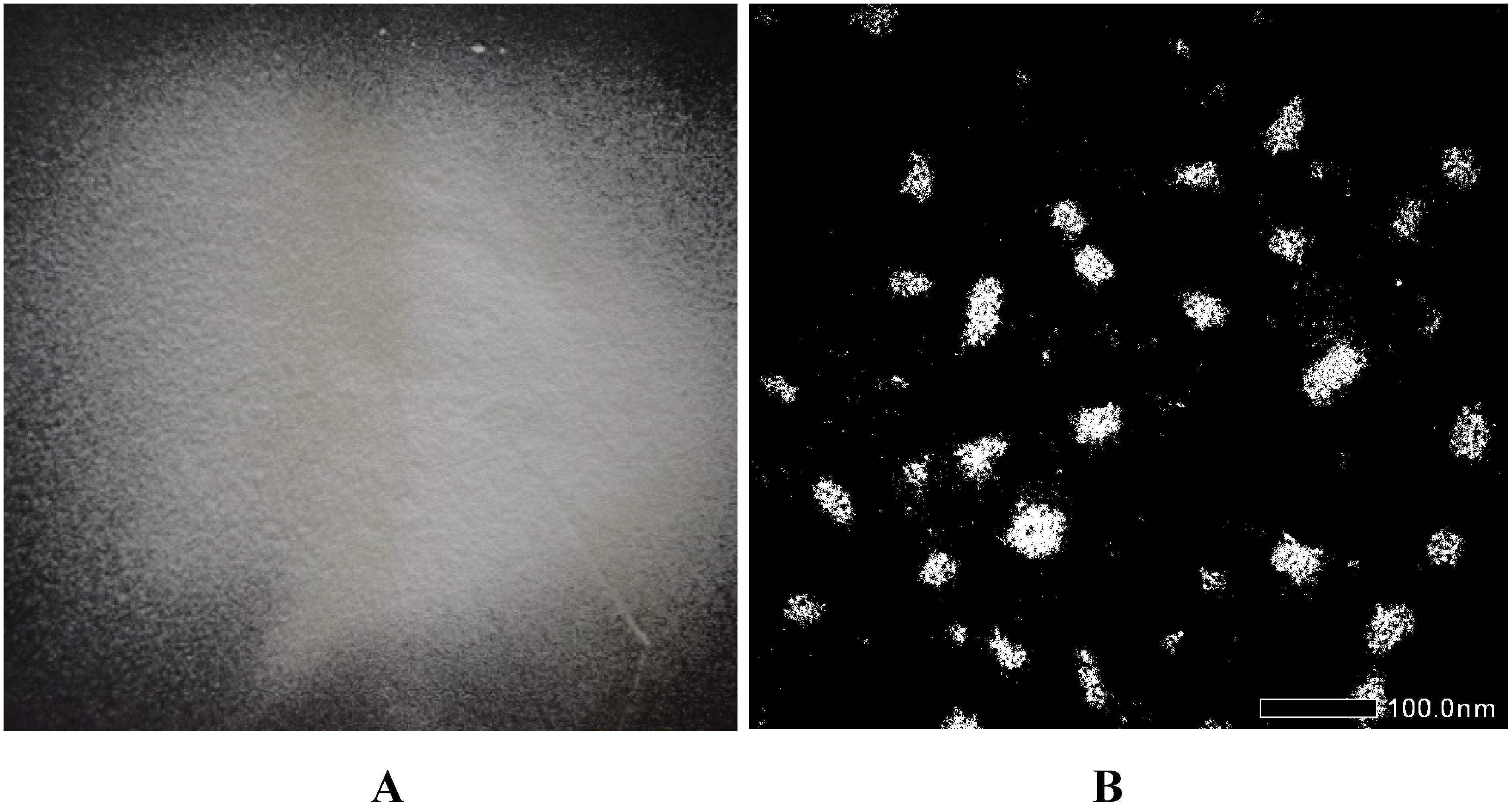 Fig. 1. Images of polyethylene glycol (PEG) coating nanoparticles loaded with clove oil. A. Powder image of nanoparticles, B. Transmission electron microscope (TEM) image of nanoparticles.