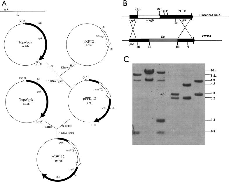 FIG. 5.