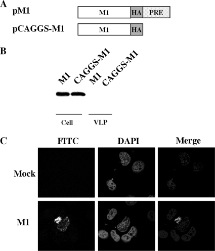 FIG. 1.