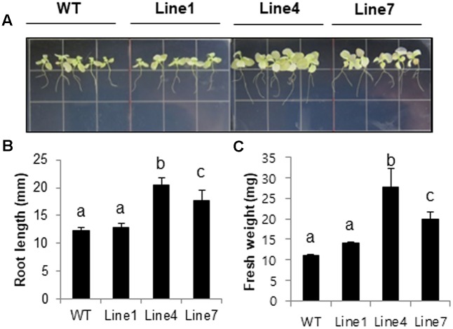 FIGURE 2