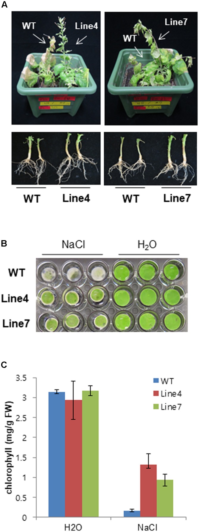 FIGURE 3