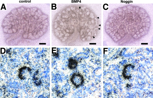 Figure 11.