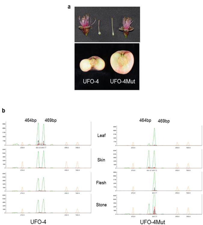 Figure 5